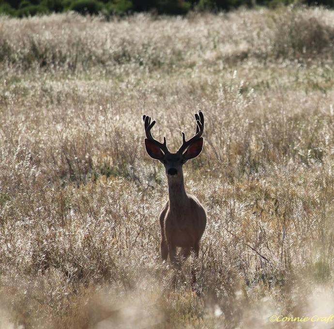 Moose/Mule Deer Hunts Photo